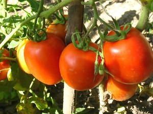 помидоров теплице