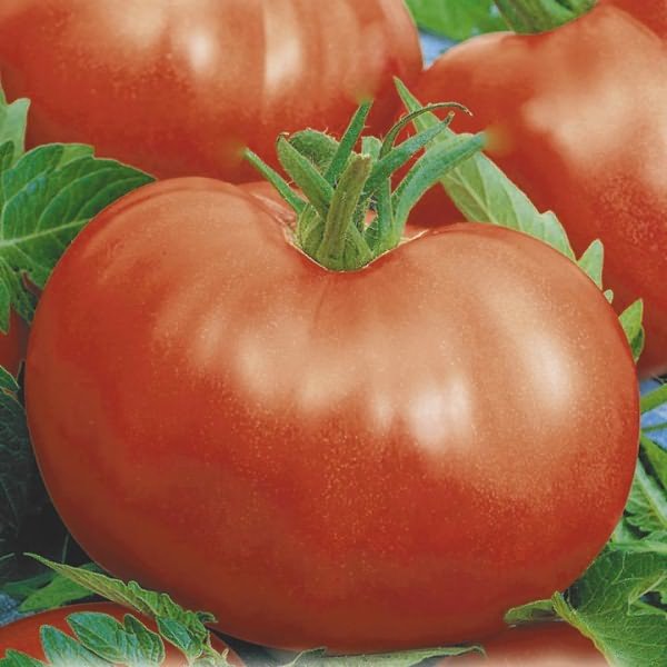 сорта томатов теплиц