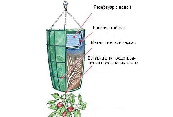 помидор