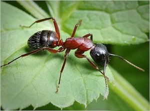 борьбы муравьями