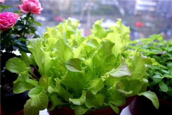 вырастить салат