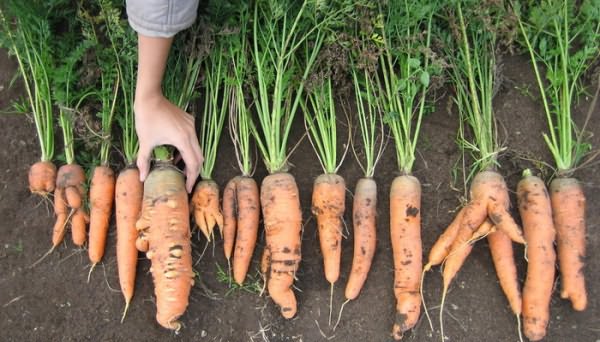 подкармливать морковь