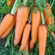 подкормить морковь