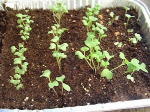выращивания рассады капусты