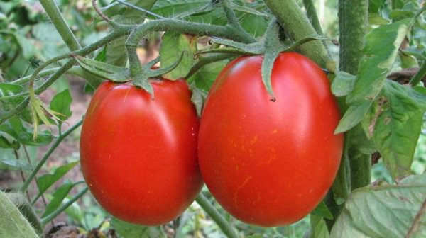 vysokoroslye tomaty dlja otkrytogo grunta 42 2