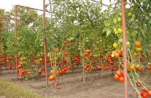 выращивания томатов