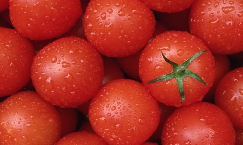 рассады томатов