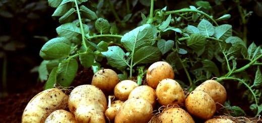 картофеля борьба
