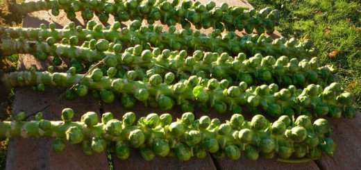 выращивания брюссельской капусты