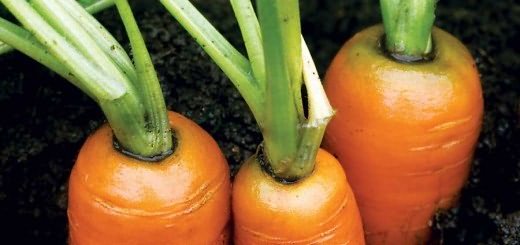 сеять морковь