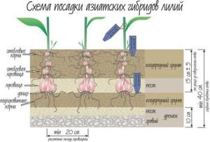 азиатских лилий