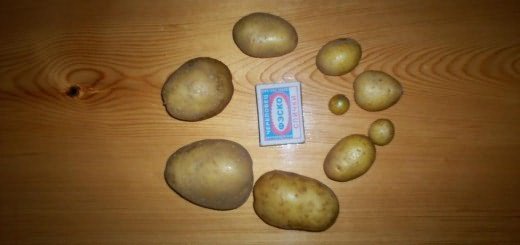 вырастить картофель