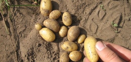 вырастить картофель семян