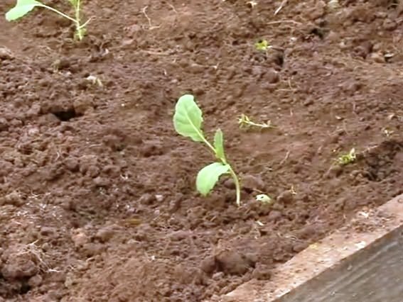 выращивания рассады капусты