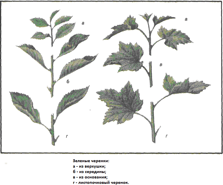 красной смородины