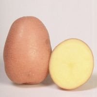 картофеля «Беллароза»