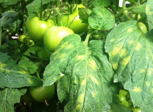 Нехватка витаминов, болезнь или неправильный уход - все это может стать причиной пожелтения листьев томатов 