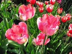 tulips4_w (250x188, 14Kb)