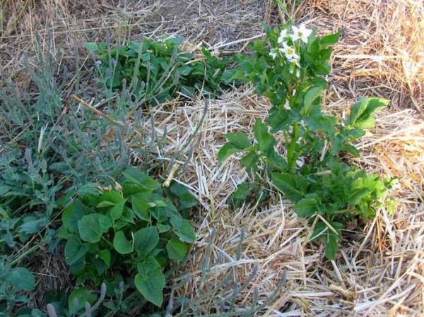 Выращивание-картошки-на-соломе-технология-щедрого-урожая (700x524, 112Kb)