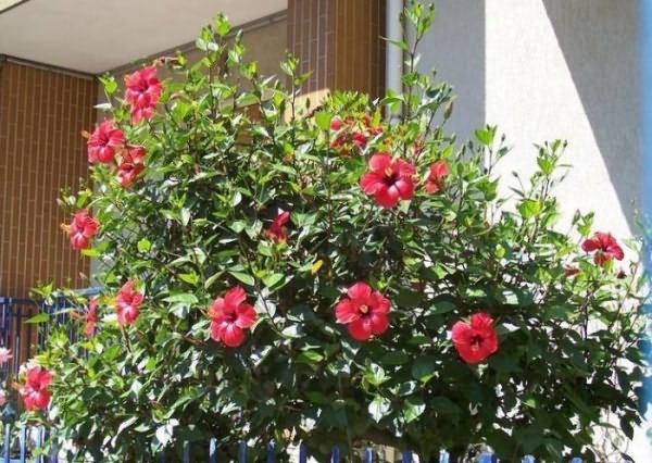 Комнатный Цветок Китайская Роза Фото