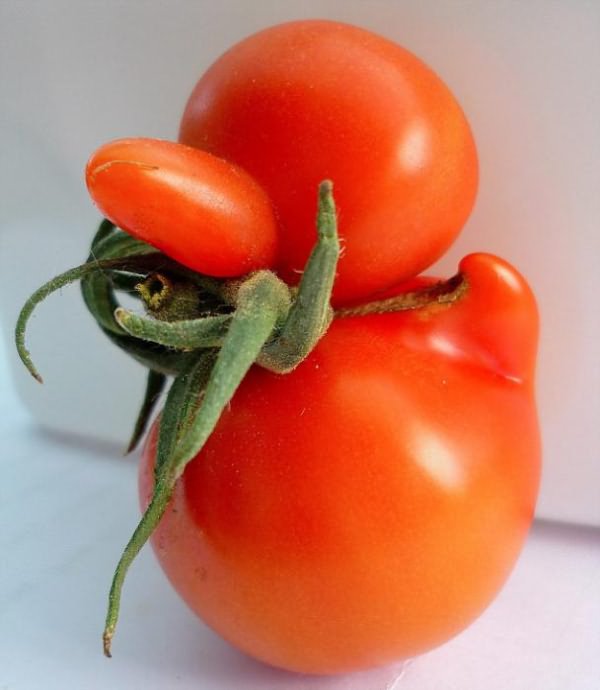 лучшие сорта томатов сибирской селекции 
