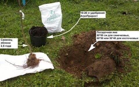 Фото подготовки ямы для посадки яблони, agroprirost.ru