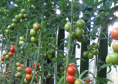 Качественный результат в выращивании томатов возможен только при соблюдении специальных правил