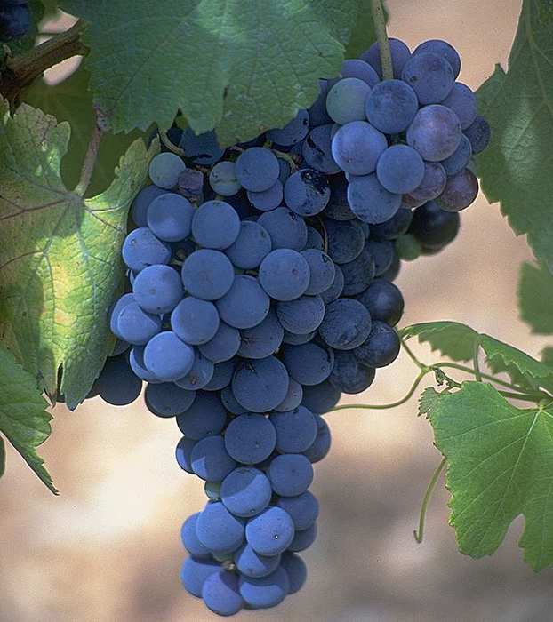 vinograd (622x700, 45Kb)