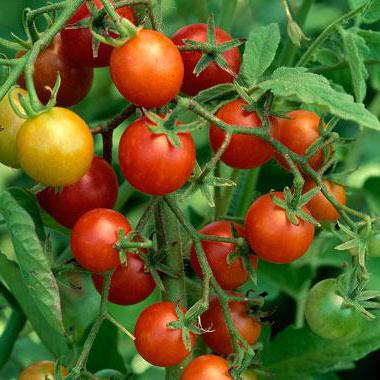 новые сорта томатов сибирской селекции 