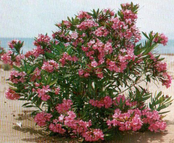 Комнатный Цветок С Розовыми Листьями Фото