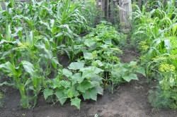 Выращивание огурцов совместно и кукурузой
