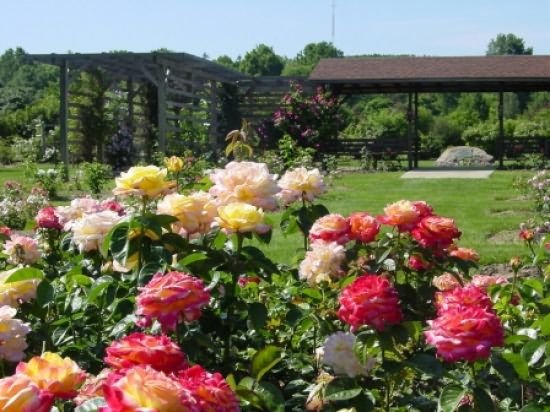 Розы в саду - отличное решение цветоподбора для собственной дачи!