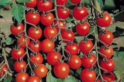 Пример выращенных томатов