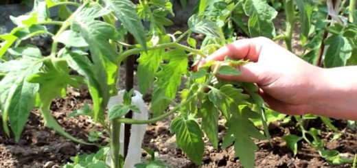 Процесс пасынкования томатов, atmagro.ru