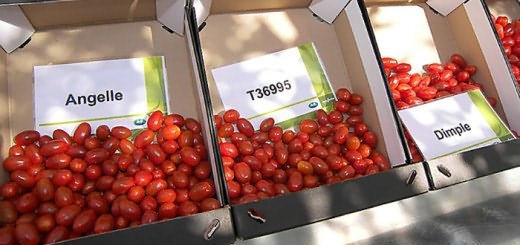 Изображение томатов голландской селекции, greenhouses.ru
